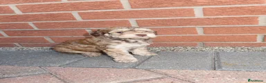 Cockapoo 2