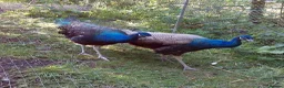 Peafowl poultry for sale: Two Pairs Of Peafowl For Sale in Bacup - Advert 2