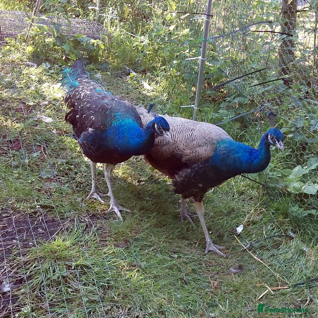 Peafowl poultry for sale: Two Pairs Of Peafowl For Sale in Bacup - Advert 2
