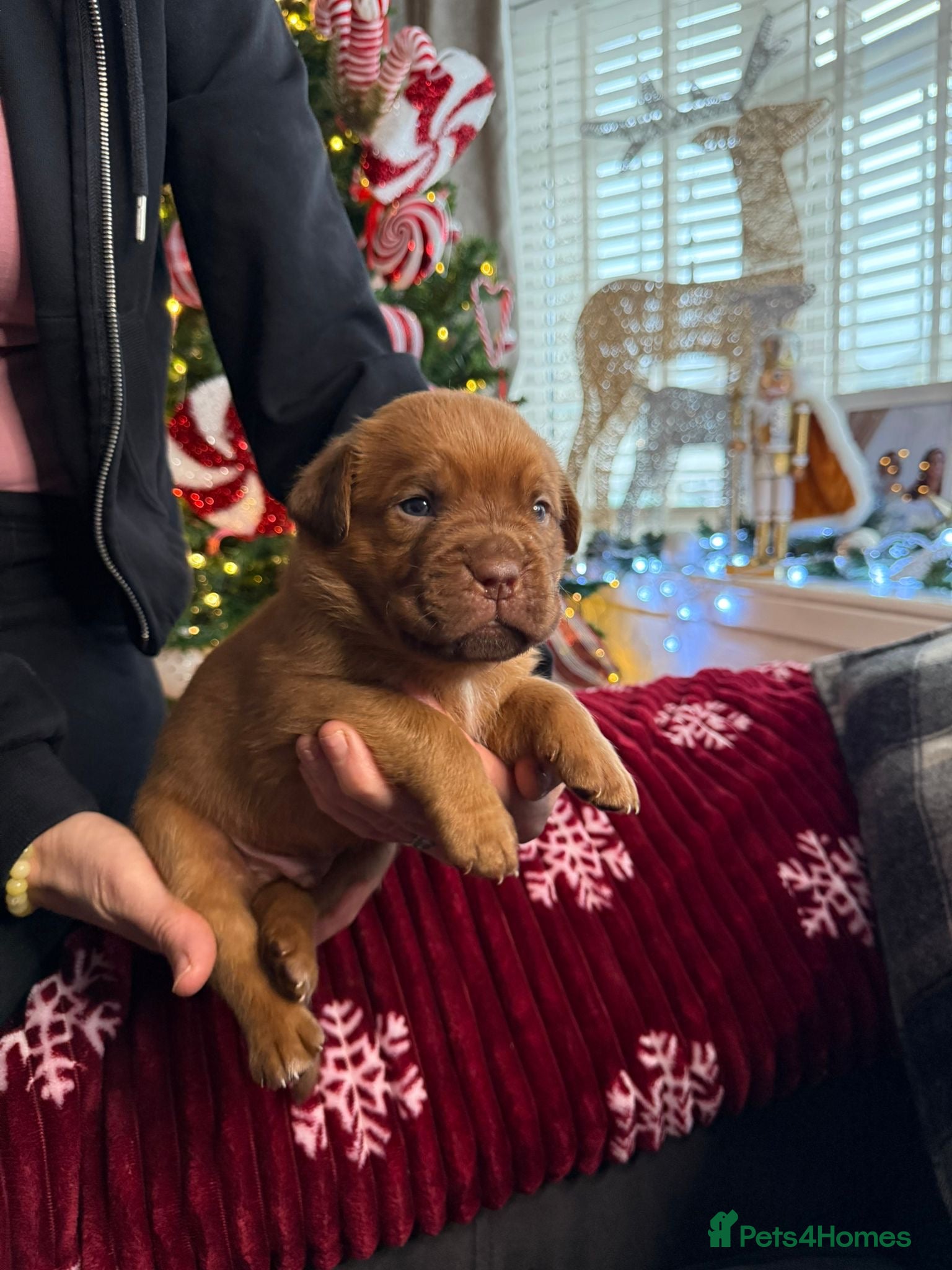 Dogue De Bordeaux dogs Stunning little of Dogue De Bordeaux puppies  - Advert 12