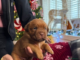 Dogue De Bordeaux dogs Stunning little of Dogue De Bordeaux puppies - Advert 1