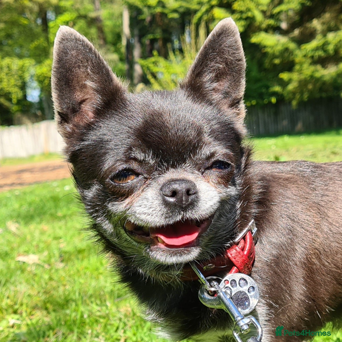 Chihuahua dogs KC Blue Smooth Coat Chihuahua in Blairgowrie - Advert 2