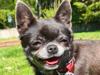 Chihuahua dogs KC Blue Smooth Coat Chihuahua in Blairgowrie - Advert 2