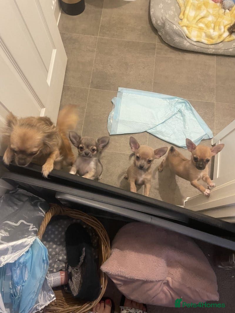 Chihuahua dogs Adorable Chihuahua Pups Looking for Loving Homes - Advert 1
