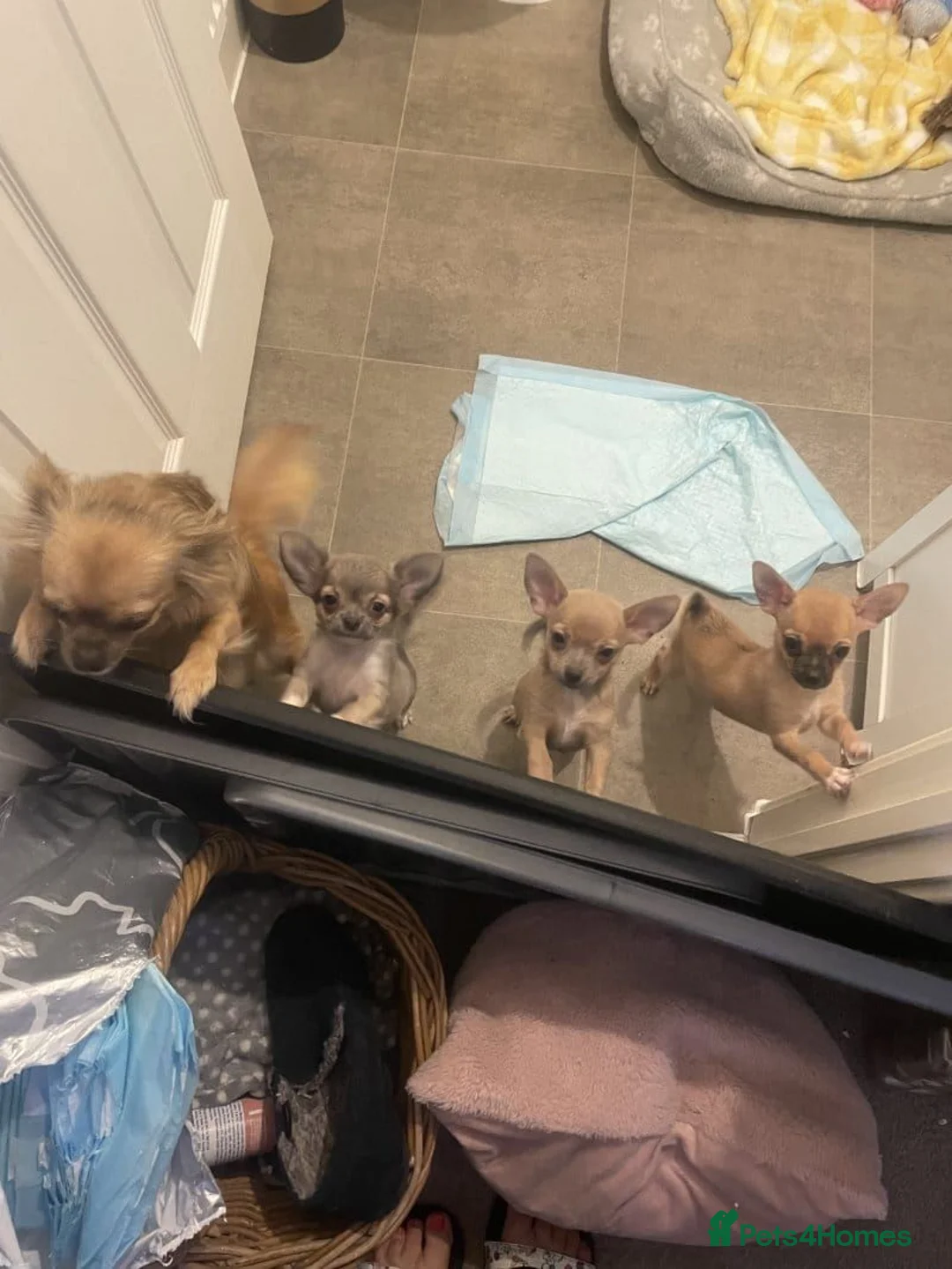 Chihuahua dogs for sale: Adorable Chihuahua Pups Looking for Loving Homes in Turriff - Advert 1