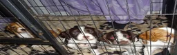 Cocker Spaniel dogs for sale: 4 Working Cocker Spaniel Puppies - Advert 5