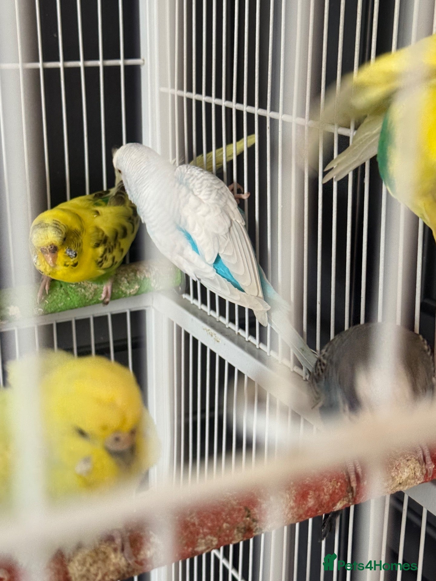 Budgerigars birds Adult & Baby Budgies Various Colours - Advert 14