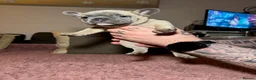 French Bulldog dogs for sale: French Bulldog puppies for sale 1 LEFT  - Advert 20