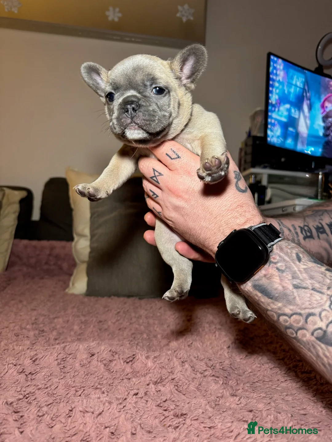 French Bulldog dogs for sale: French Bulldog puppies for sale 1 LEFT  - Advert 20