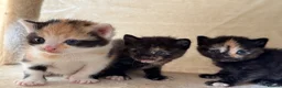 Mixed Breed cats for sale: 5 adorable kittens, (2boys 3girls) ready 3rd June. - Advert 4