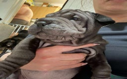 Shar Pei dogs for sale: Bone mouth sharpies  - Image 12