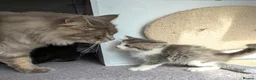 Maine Coon cats for sale: !!READY NOW last Boy!! - Advert 8