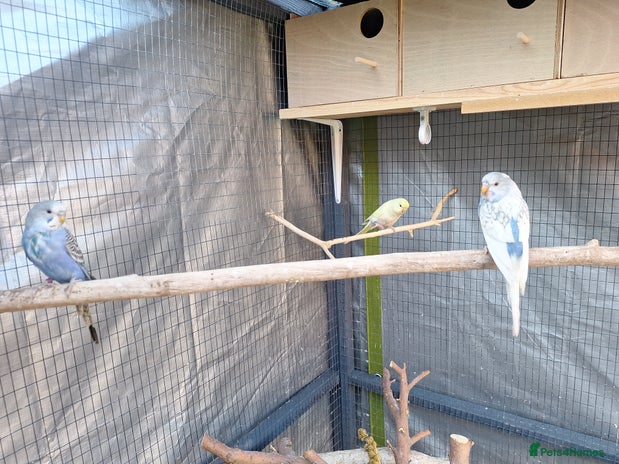 Budgerigars birds - Advert 14