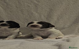 Sprocker dogs for sale: Adorable Sprocker Puppies  - Image 24