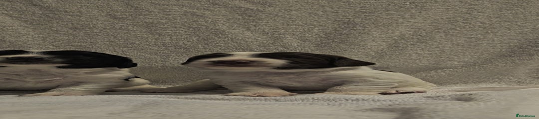 Sprocker Puppy 4
