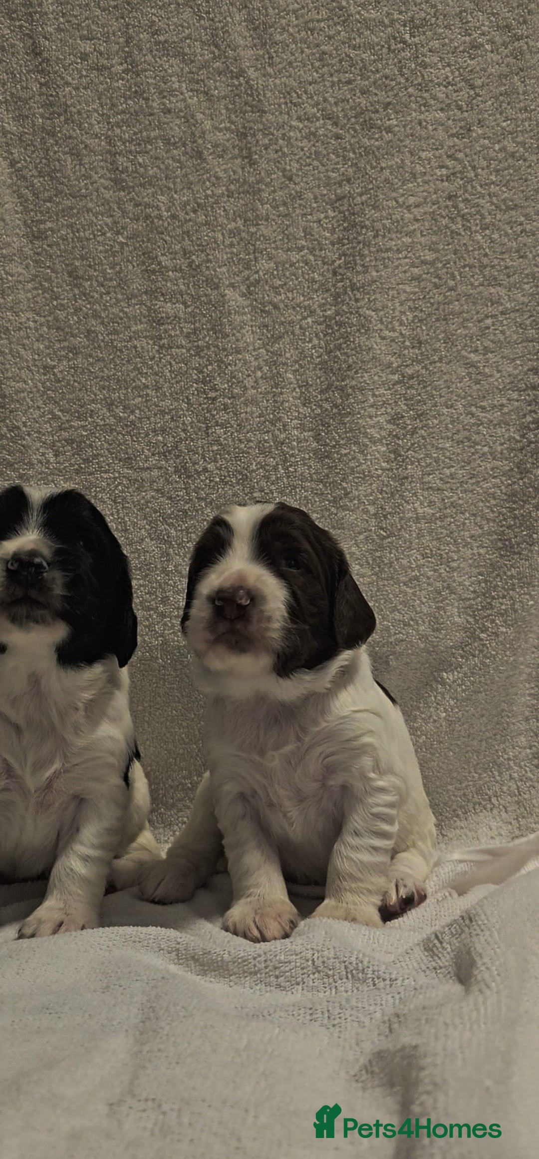 Sprocker dogs for sale: Adorable Sprocker Puppies  - Image 24