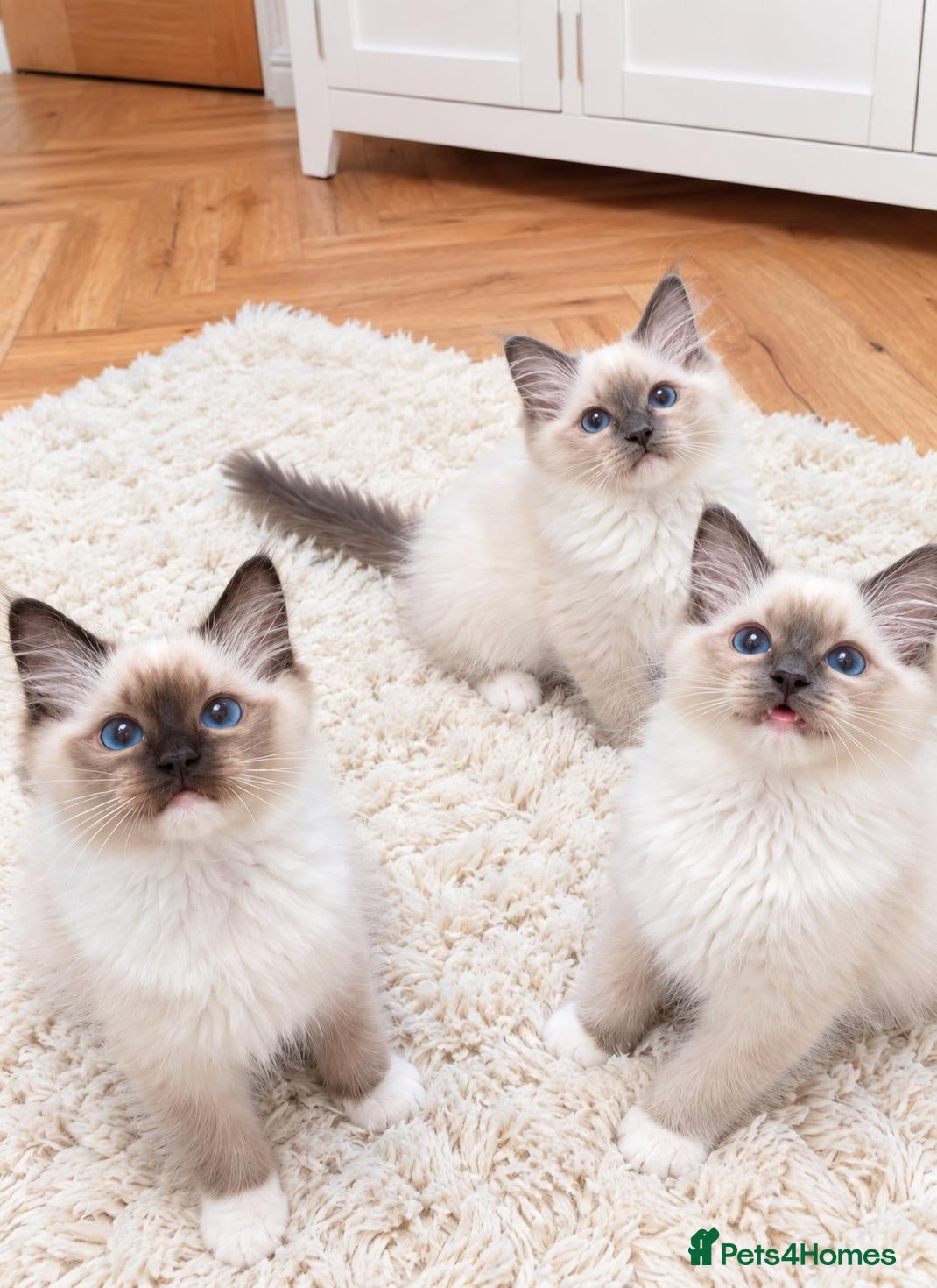Ragdoll cats Raised with Love, ready for forever homes 🏠❤️ - Advert 4