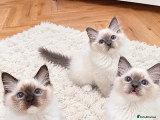 Ragdoll cats Raised with Love, ready for forever homes 🏠❤️ - Advert 4