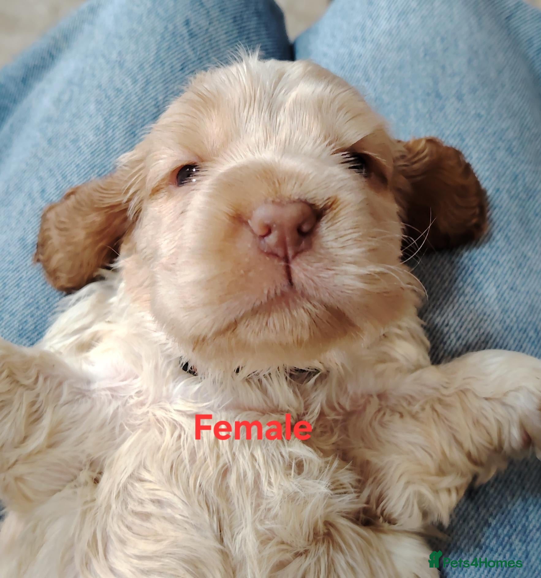 Cocker Spaniel dogs KC reg, orange roan, show type cocker spaniels - Advert 2
