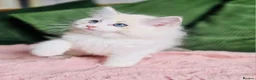 Ragdoll cats for sale: READY NOW — BEAUTIFUL RAGDOLL KITTENS - Advert 7