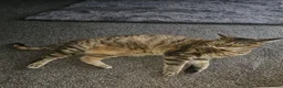 Mixed Breed cats for sale: Maine coon x bengal female in Stockton-on-Tees - Advert 3