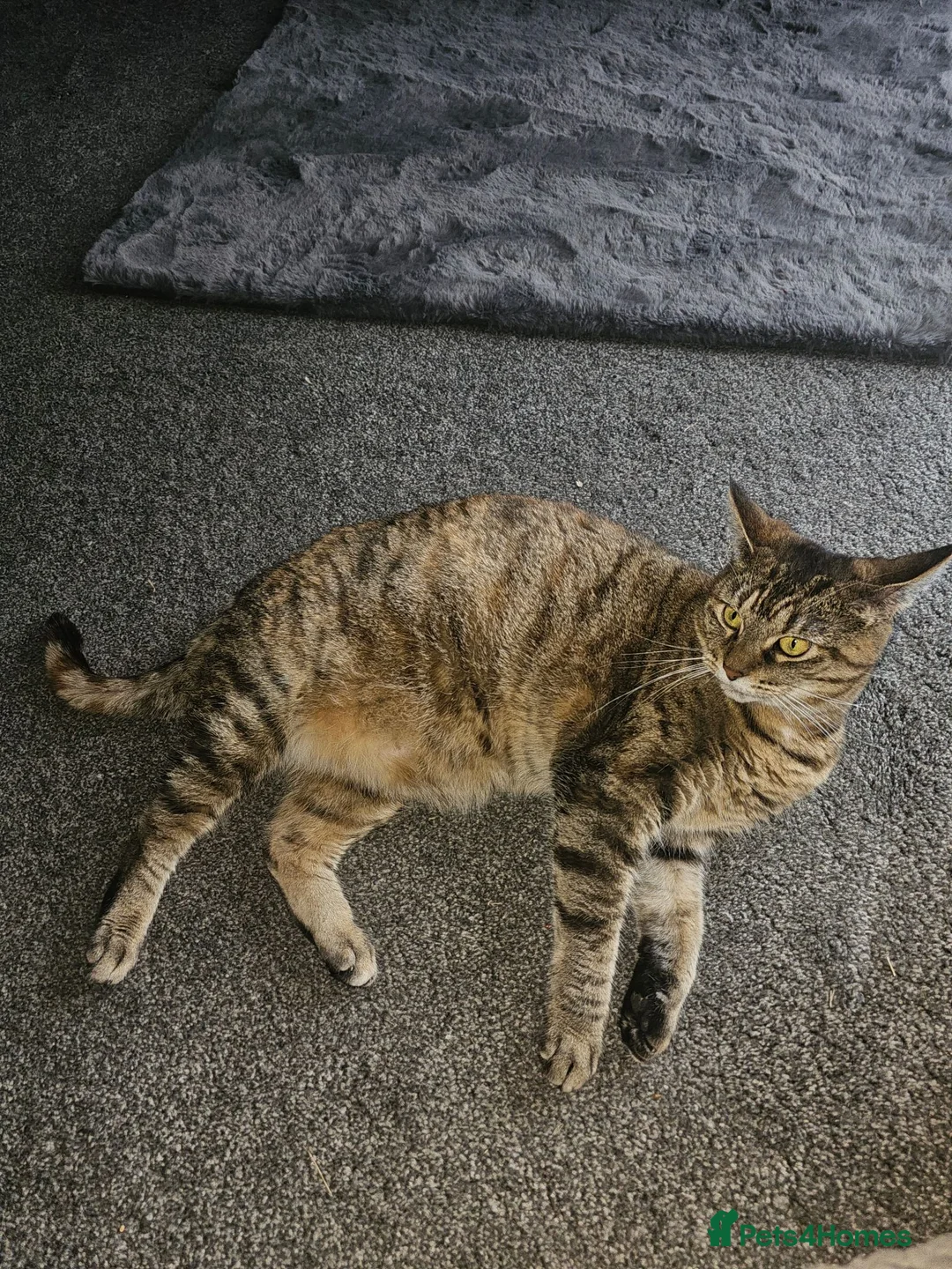 Mixed Breed cats for sale: Maine coon x bengal female in Stockton-on-Tees - Advert 3