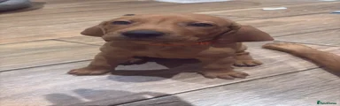 Master Orange
