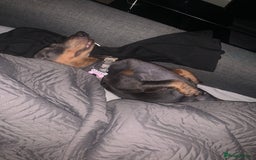 Miniature Dachshund dogs for sale: Miniature dachshund  - Image 14