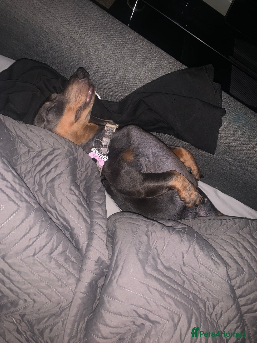 Miniature Dachshund dogs for sale: Miniature dachshund  - Image 14