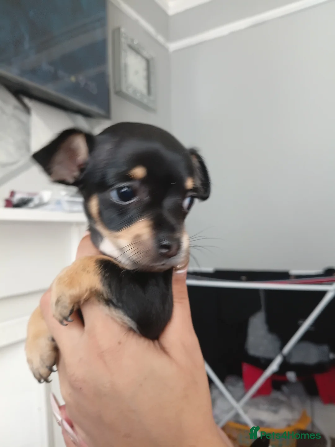 Chihuahua dogs for sale: Miss  - Advert 2