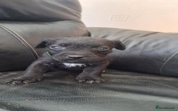 Patterdale Terrier dogs for sale: Stunning Patterdale pups  - Image 4
