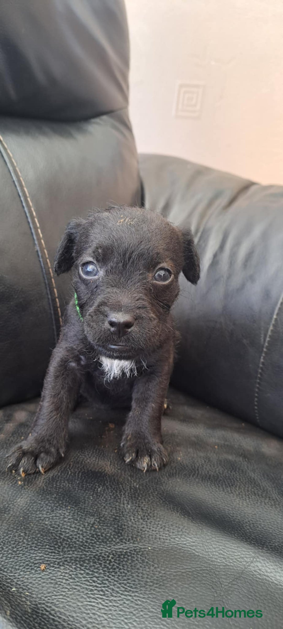 Patterdale Terrier dogs for sale: Stunning Patterdale pups  - Image 4