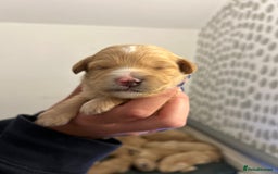 Cockapoo dogs for sale: F2 cockapoo’s for sale! 🌟  - Advert 15