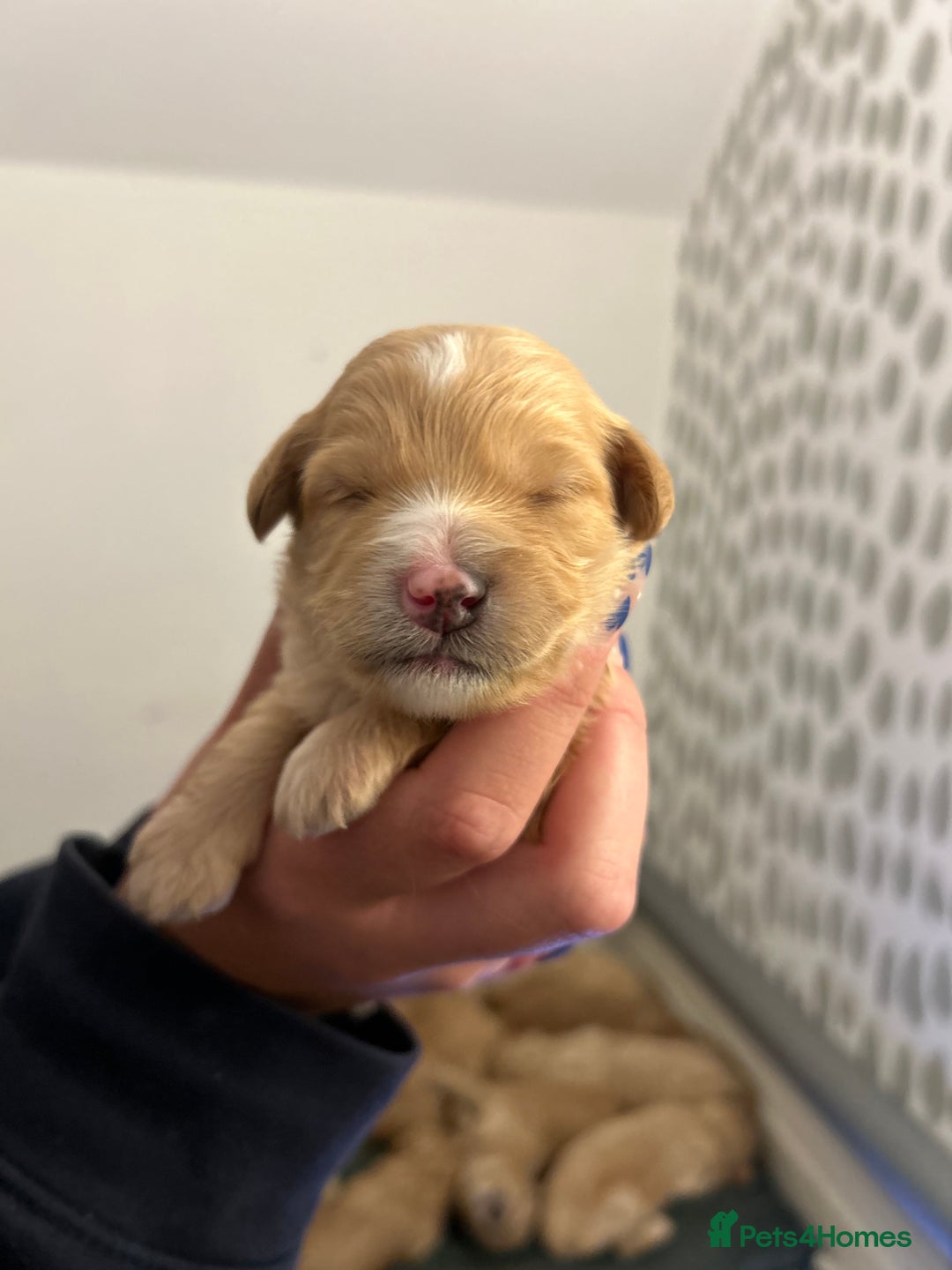 Cockapoo dogs for sale: F2 cockapoo’s for sale! 🌟  - Advert 15