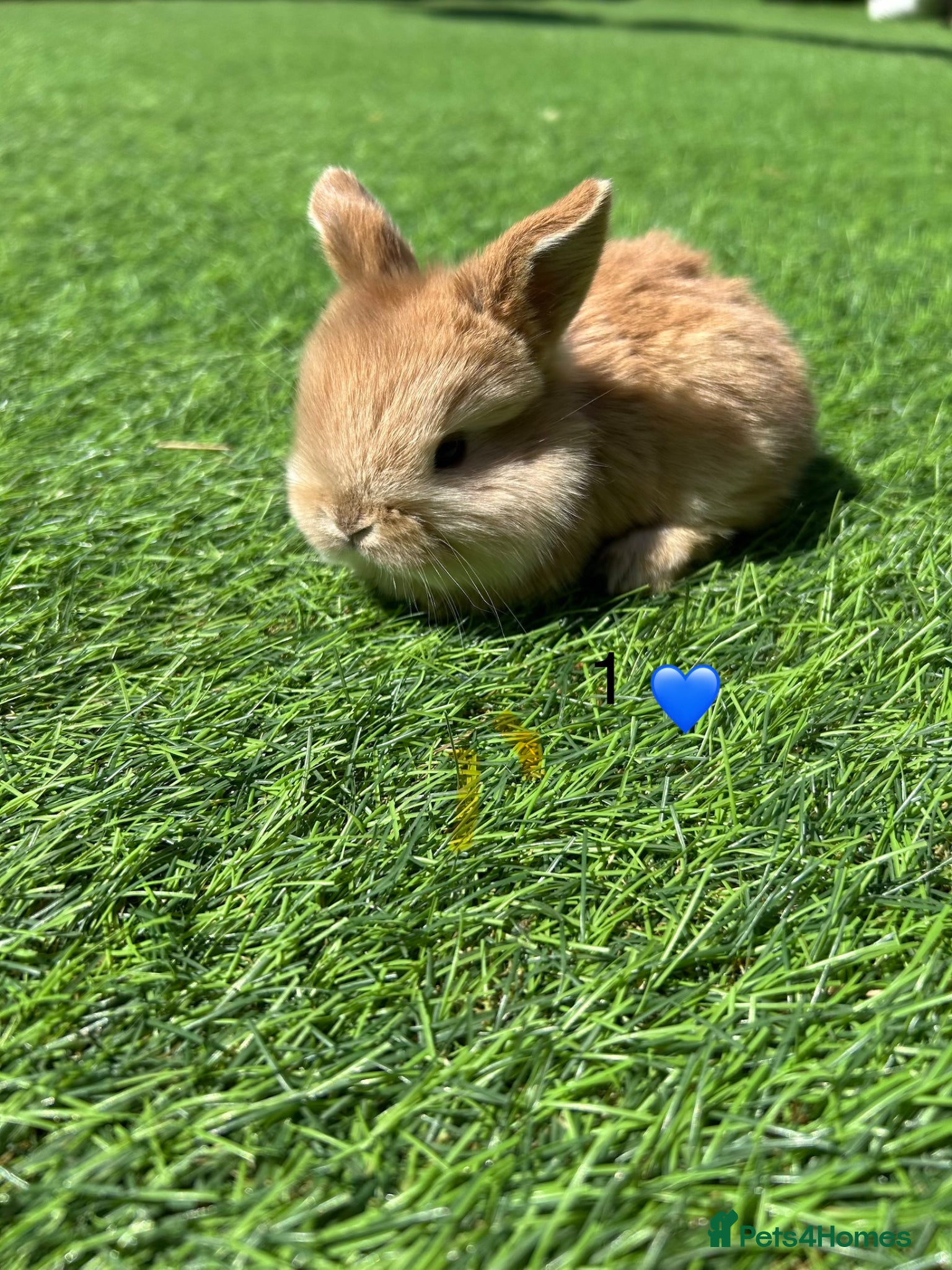 Mini Lop rabbits 5 pure mini lops - Advert 1