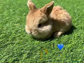 Mini Lop rabbits 5 pure mini lops - Advert 9