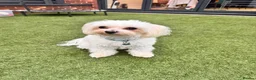 Bichon Frise dogs for sale: 🐾 Ace – Sweet dog Looking for His Forever Home!  in Luton - Advert 2