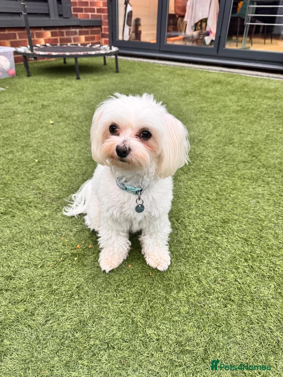 Bichon Frise dogs for sale: 🐾 Ace – Sweet dog Looking for His Forever Home!  in Luton - Advert 2