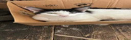 Mixed Breed cats for sale: Kittens in Retford - Advert 2