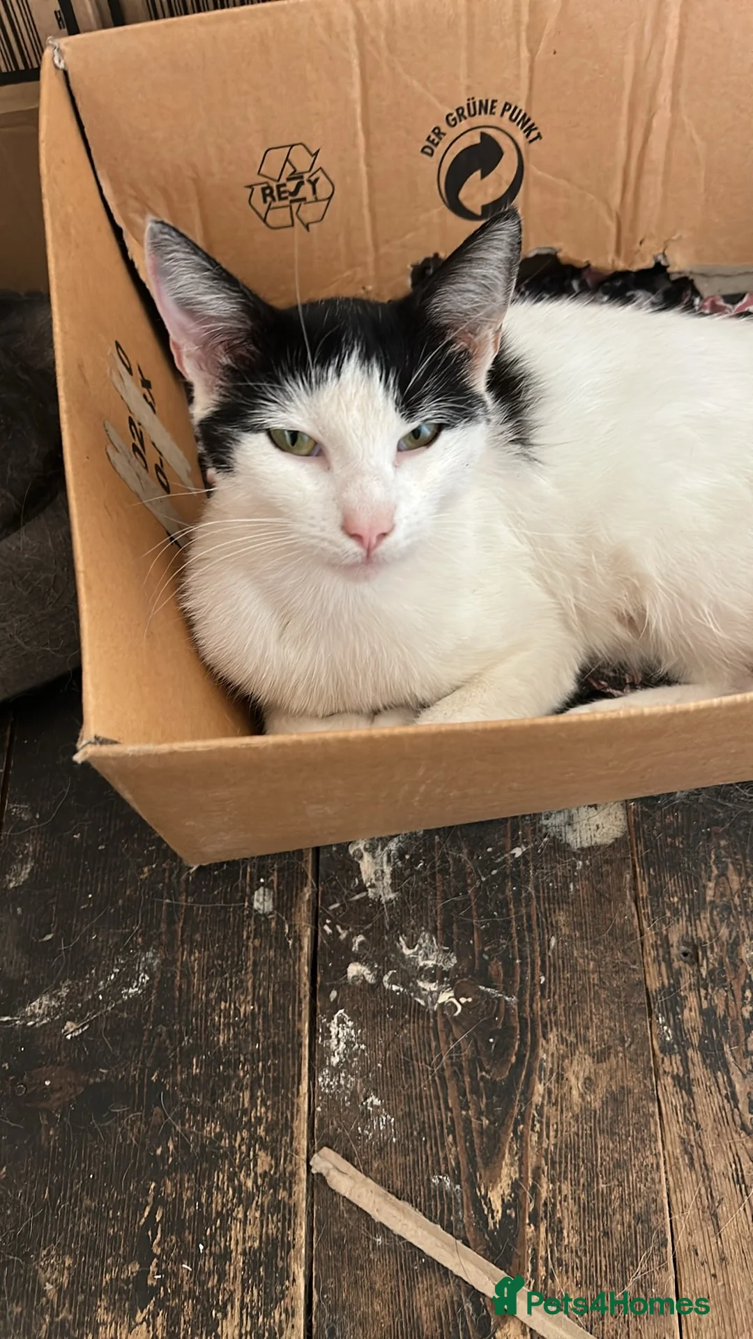 Mixed Breed cats for sale: Kittens in Retford - Advert 2