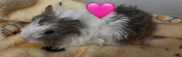 Guinea Pig rodents for sale: Beautiful Fluffy Piggies 2x Boys 2x Girls in Battle - Advert 8