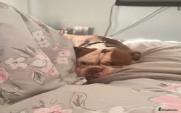 Old Tyme Bulldog dogs for sale: Monty - 7 years old MALE - Image 6