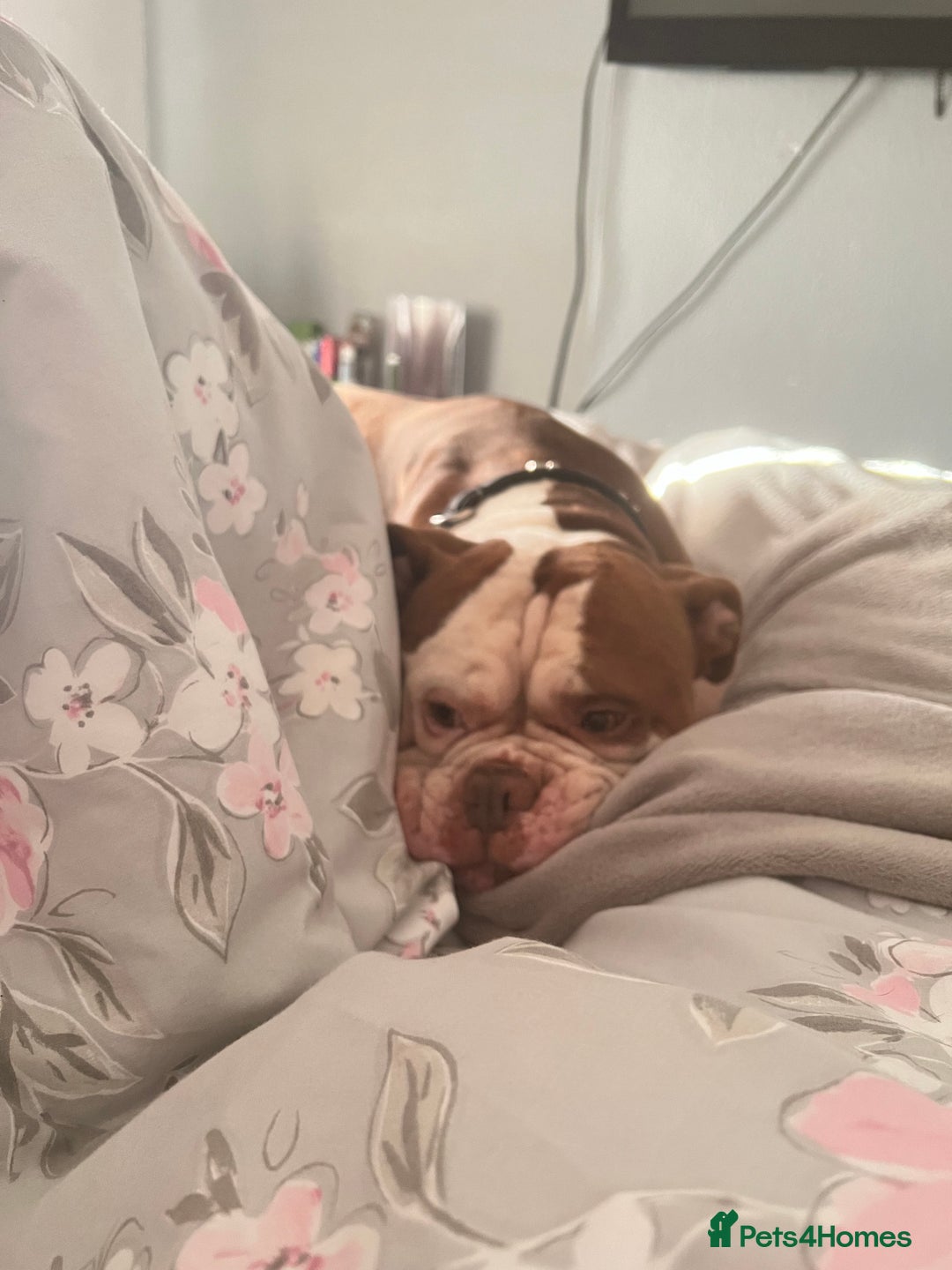 Old Tyme Bulldog dogs for sale: Monty - 7 years old MALE - Image 6