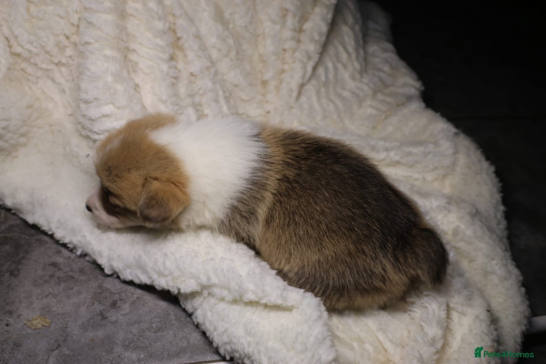 Welsh Corgi Pembroke dogs for sale: Naturally bobbed unique babies - Image 25