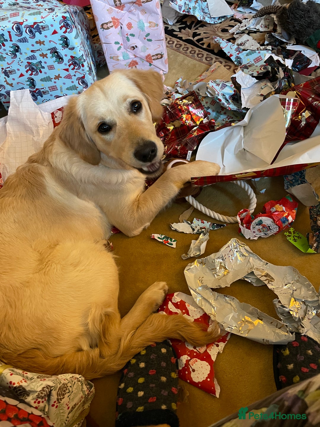 Golden Retriever dogs for sale: 6 month old Golden Retriever - Advert 3