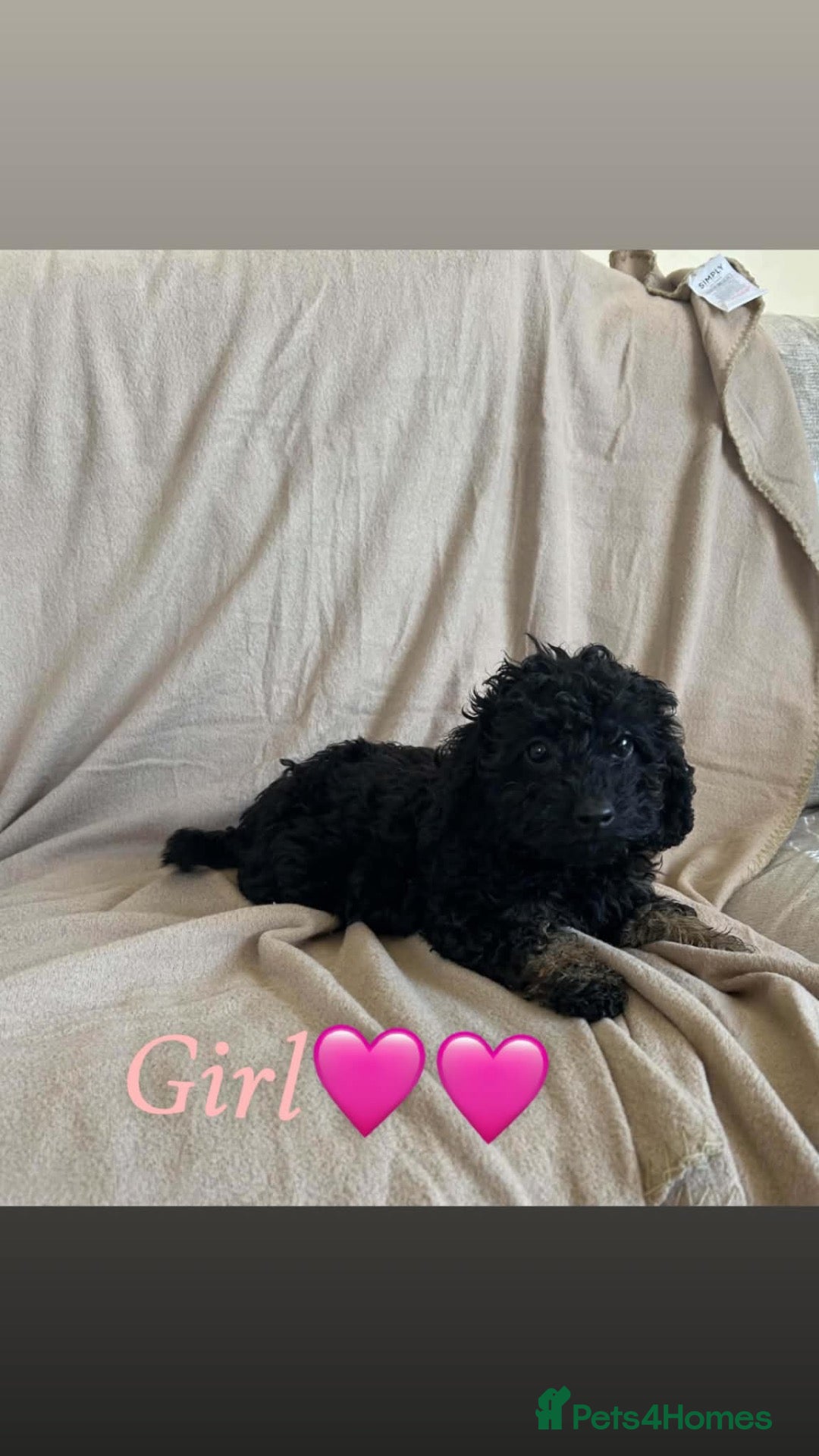 Cockapoo dogs for sale: F1bs cockapoo puppies  - Advert 1