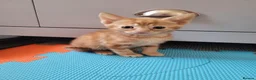 Mixed Breed cats for sale: Ginger Boy Kitten - Advert 2