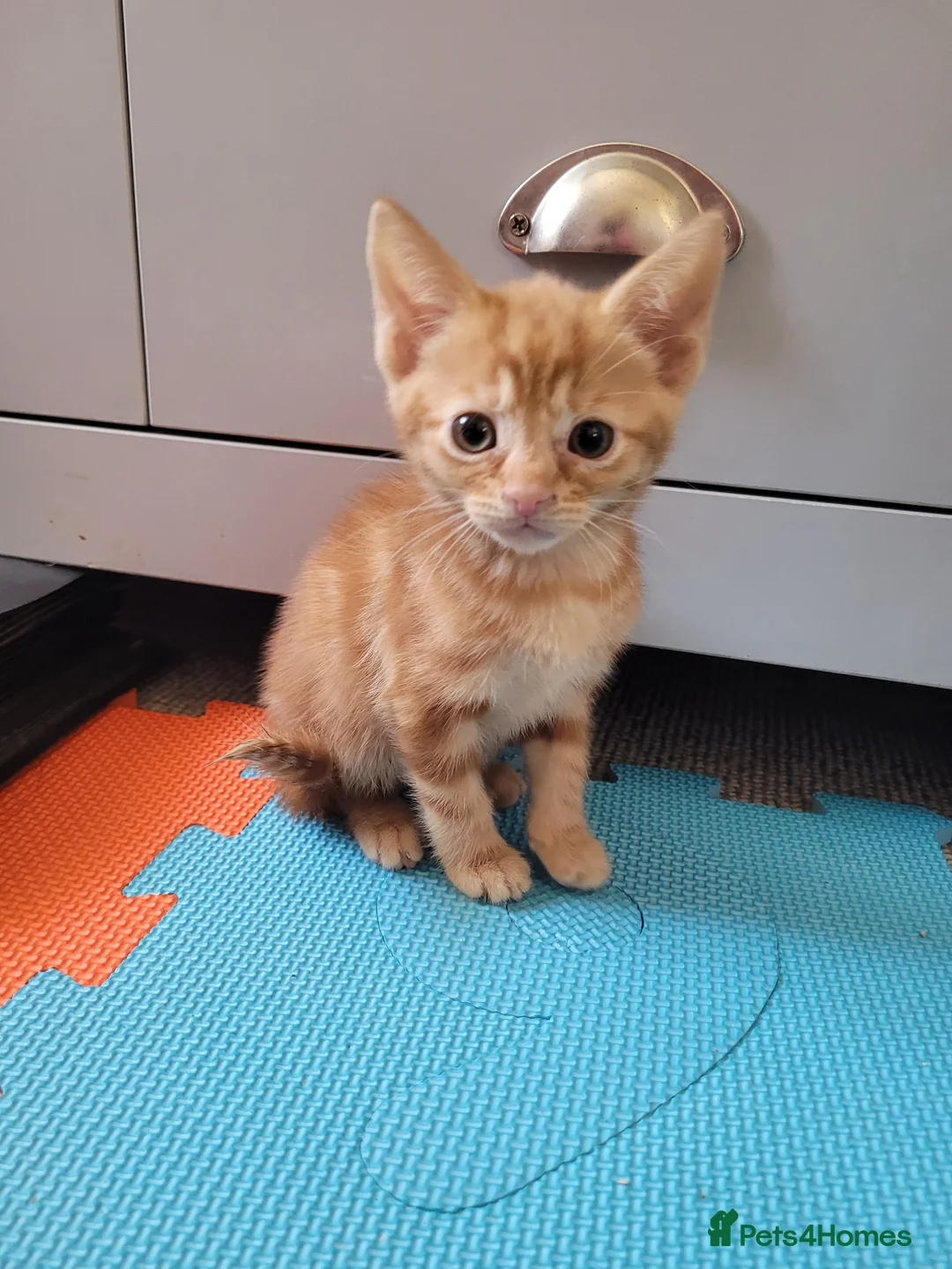 Mixed Breed cats for sale: Ginger Boy Kitten - Advert 2
