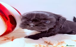 Shih Tzu dogs for sale: 3x Beautiful Pedigree Imperial Shih Tzu Girls - Advert 28