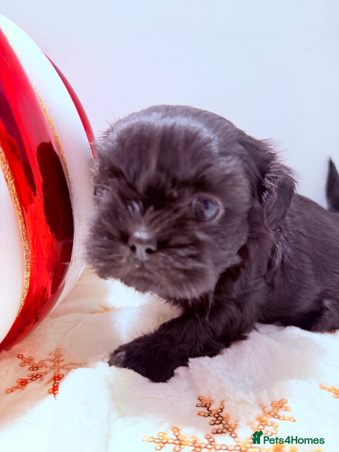 Shih Tzu dogs for sale: 3x Beautiful Pedigree Imperial Shih Tzu Girls - Advert 28